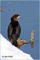 25_pygmy_cormorant