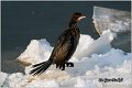 28_pygmy_cormorant