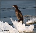 32_pygmy_cormorant