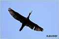 39_cormorant