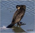 43_cormorant