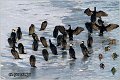 46_cormorant