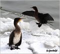 52_cormorant