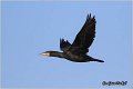 54_cormorant
