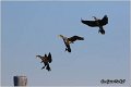 55_cormorant