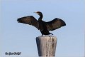 56_cormorant