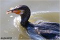 58_cormorant