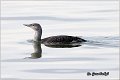 80_red-throated_loon