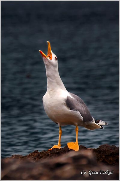 003_yellow-legged_gull.jpg - Yellow-legged Gull,  Larus cachinnans