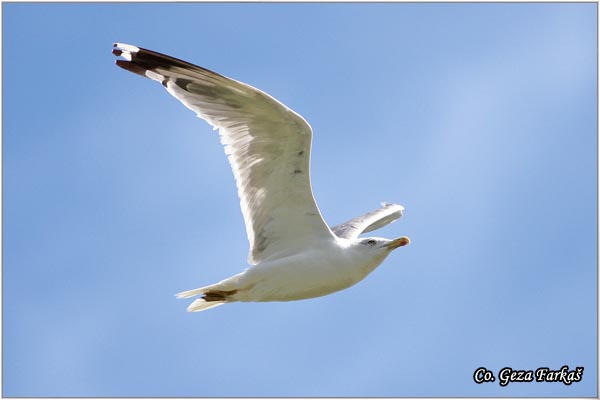 004_yellow-legged_gull.jpg - Yellow-legged Gull,  Larus cachinnans