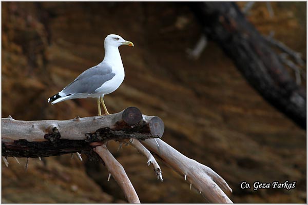 050_western_yellow-legged_gull.jpg - Western Yellow-legged Gull, Larus michahellis, Morski galeb, Location - mesto: Skihatos Greece