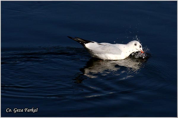 123_black-headed_gull.jpg - Black-headed Gull,  Larus ridibundus