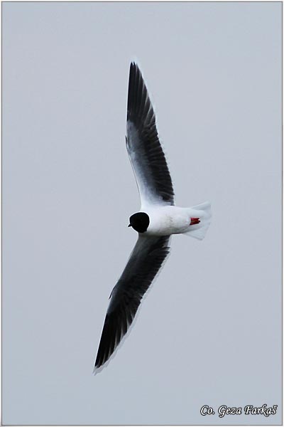 200_little_gull.jpg - Little Gull, Larus minutus, Mali galeb, Mesto - Location: Palic lake, Serbia