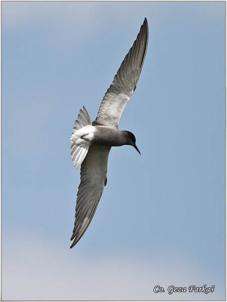 350_black_tern.jpg - Black tern, Chlidonias niger, Crna cigra Mesto - Location: Dubovac, Serbia