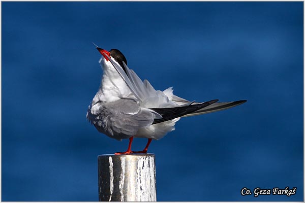 400_common_tern.jpg - Common Tern, Sterna hirundo, Obicna cigra Mesto - Location: Sao Miguel island, Azores