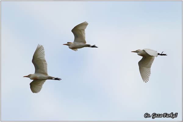 161_cattle_egret.jpg - Cattle Egret, Bubulcus ibis, Èaplja govedarka, Location: Cordoba, Spain