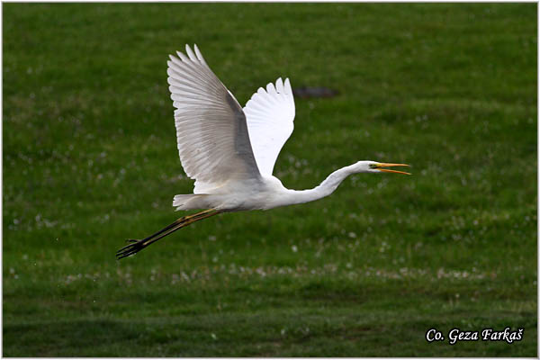 202_great_white_egret.jpg - Great White Egret,  Egretta alba,Velika bela èaplja, Mesto - Location: Koviljski rit, Vojvodina, Serbia