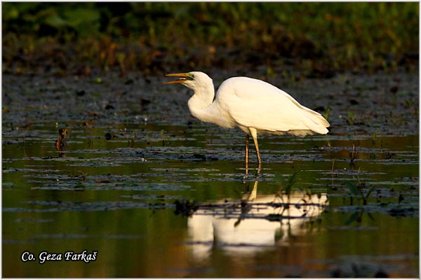 204_great_white_egret.jpg - Great White Egret,  Egretta alba,Velika bela èaplja, Mesto - Location: Koviljski rit, Vojvodina, Serbia