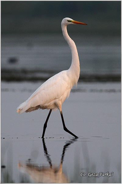 239_great_white_egret.jpg - Great White Egret,  Egretta alba,Velika bela caplja, Mesto - Location: Koviljski rit, Vojvodina, Serbia
