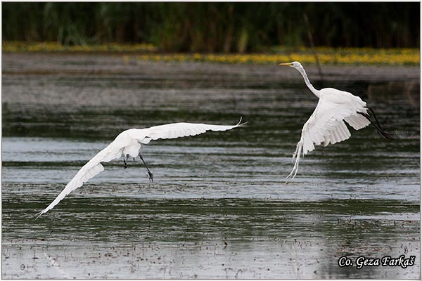 240_great_white_egret.jpg - Great White Egret,  Egretta alba, Mesto - Location: Koviljski rit, Vojvodina, Serbia