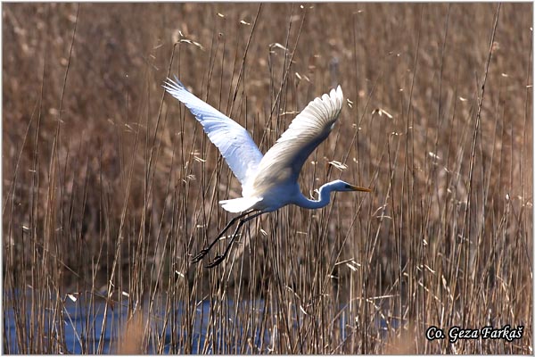 241_great_white_egret.jpg - Great White Egret,  Egretta alba, Mesto - Location: Jegrièka, Vojvodina, Serbia
