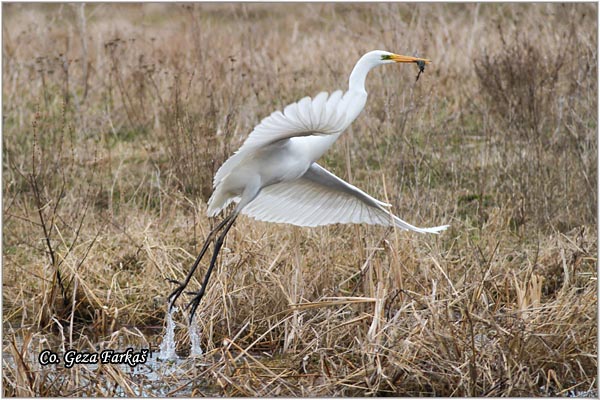243_great_white_egret.jpg - Great White Egret,  Egretta alba, Velika bela caplja, Mesto - Location: Ovcar banja, Serbia