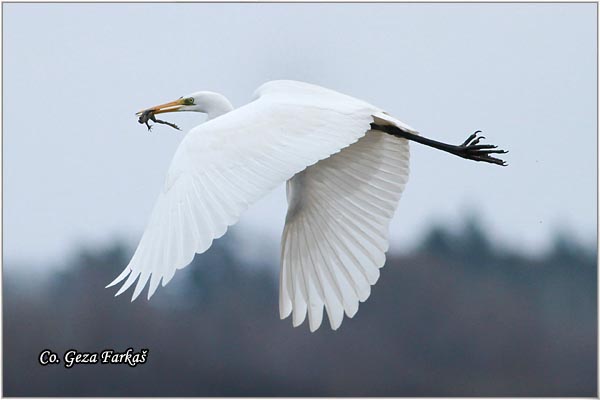 244_great_white_egret.jpg - Great White Egret,  Egretta alba, Velika bela caplja, Mesto - Location: Ovcar banja, Serbia