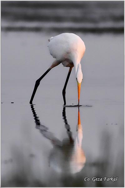 245_great_white_egret.jpg - Great White Egret,  Egretta alba,Velika bela caplja, Mesto - Location: Koviljski rit, Vojvodina, Serbia