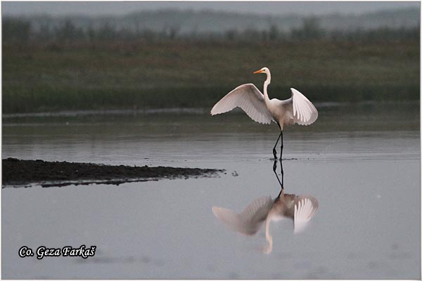 248_great_white_egret.jpg - Great White Egret,  Egretta alba,Velika bela caplja, Mesto - Location: Koviljski rit, Vojvodina, Serbia