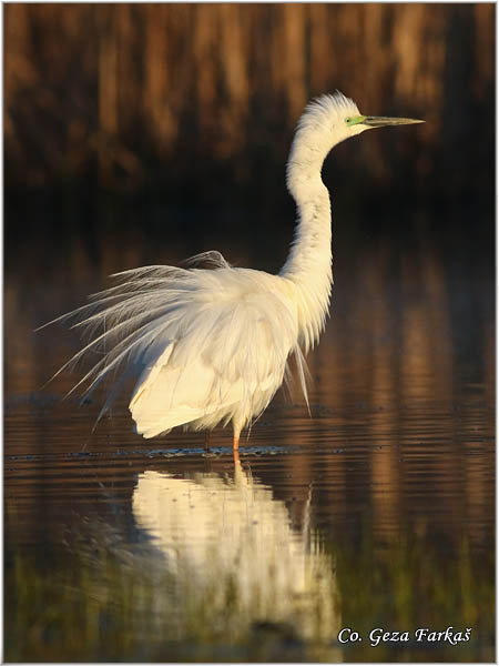 250_great_white_egret.jpg - Great White Egret,  Egretta alba,Velika bela èaplja, Mesto - Location: Koviljski rit, Vojvodina, Serbia