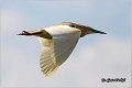 108_squacco_heron