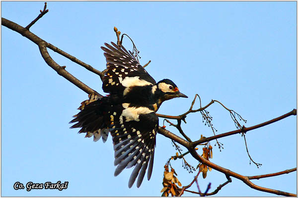08_great_spotted_woodpecker.jpg - Great spotted woodpecker, Dendrocopos major, Veliki detliÄ , Location Mesto: Novi Sad, Serbia