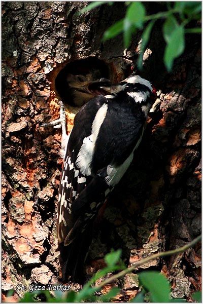 09_great_spotted_woodpecker.jpg - Great spotted woodpecker, Dendrocopos major, Veliki detlic, Location: Novi Sad, Serbia