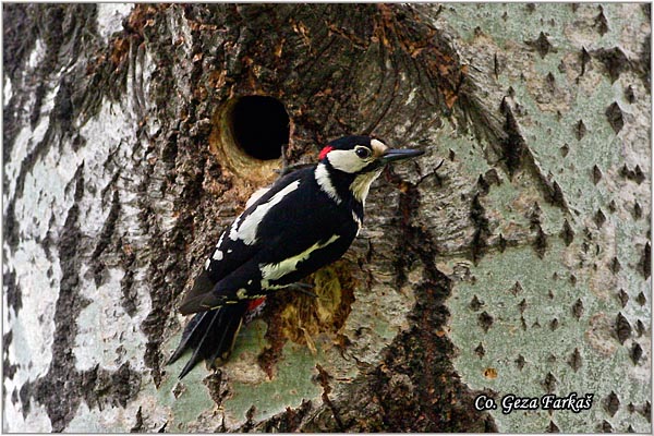 12_great_spotted_woodpecker.jpg - Great spotted woodpecker, Dendrocopos major, Veliki detlic, Location: Novi Sad, Serbia