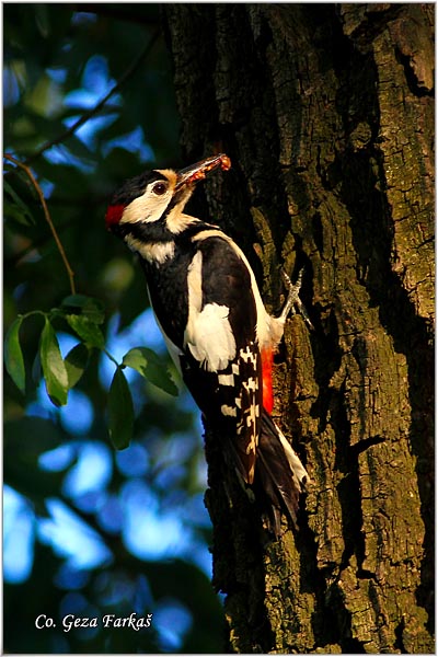 13_great_spotted_woodpecker.jpg - Great spotted woodpecker, Dendrocopos major, Veliki detlic, Location: Novi Sad, Serbia