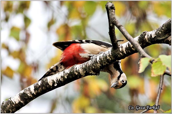14_great_spotted_woodpecker.jpg - Great spotted woodpecker, Dendrocopos major, Veliki detlic, Location: Novi Sad, Serbia
