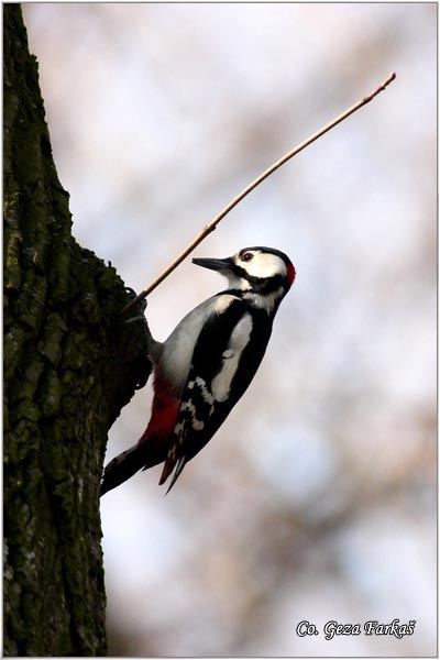 15_great_spotted_woodpecker.jpg - Great spotted woodpecker, Dendrocopos Major, Veliki detlic, Location: Subotica, Serbia