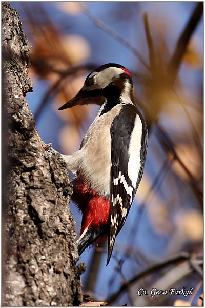 16_great_spotted_woodpecker.jpg - Great spotted woodpecker, Dendrocopos major, Veliki detlic, Location: Novi Sad, Serbia