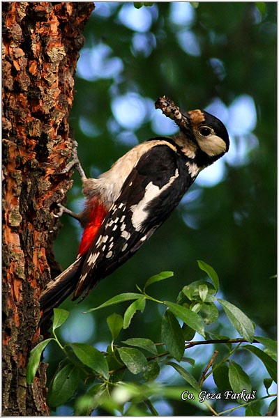 19_great_spotted_woodpecker.jpg - Great spotted woodpecker, Dendrocopos major, Veliki detlic, Location: Novi Sad, Serbia