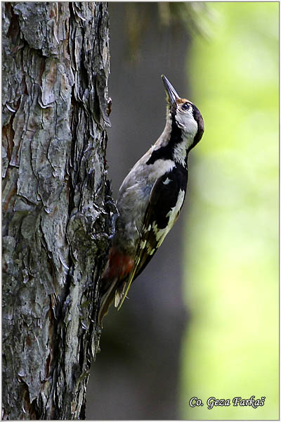 20_syrian_woodpecker.jpg - Syrian Woodpecker,  Dendrocopos syriacus, Sirijski detliÄ, Mesto-Location Banja Rusanda Serbija