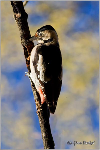 21_syrian_woodpecker.jpg - Syrian Woodpecker,  Dendrocopos syriacus, Sirijski detlic, Mesto-Location, Novi Sad,  Serbija