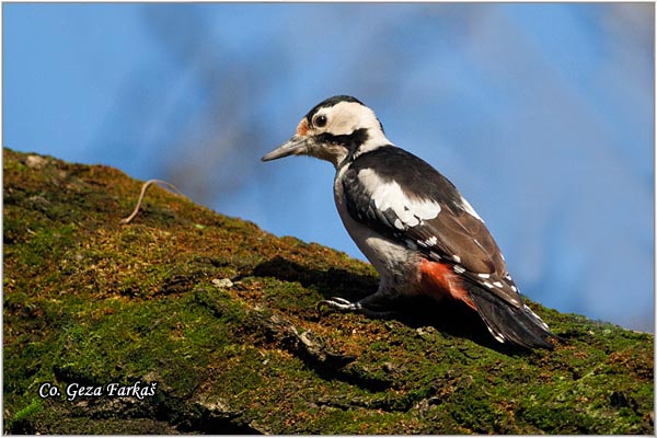 22_syrian_woodpecker.jpg - Syrian Woodpecker,  Dendrocopos syriacus, Sirijski detlic, Mesto-Location, Novi Sad,  Serbija