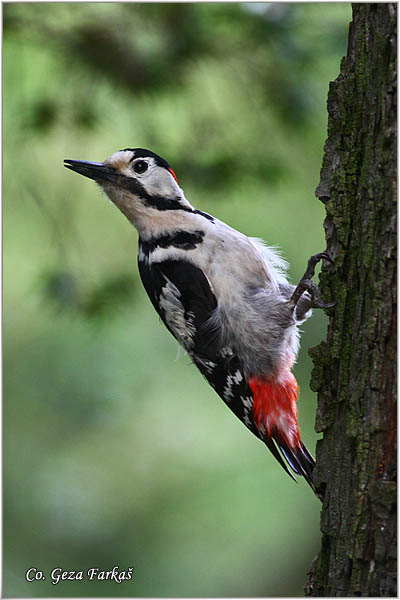 23_syrian_woodpecker.jpg - Syrian Woodpecker,  Dendrocopos syriacus, Sirijski detliÄ, Mesto-Location Banja Rusanda Serbija