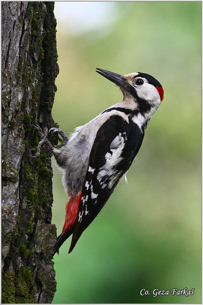 24_syrian_woodpecker.jpg - Syrian Woodpecker,  Dendrocopos syriacus, Sirijski detliÄ, Mesto-Location Banja Rusanda Serbija