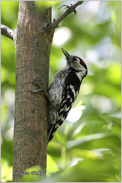 29_lesser_spotted_wodpecker.jpg - Lesser spotted wodpecker, Dedrocopos minor, Mali detlic, Location: Futog, Serbia