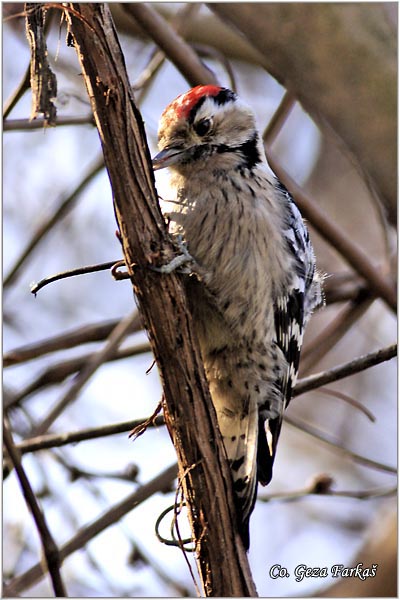 30_lesser_spotted_wodpecker.jpg - Lesser spotted wodpecker, Dedrocopos minor, Mali detlic, Location: Futog, Serbia