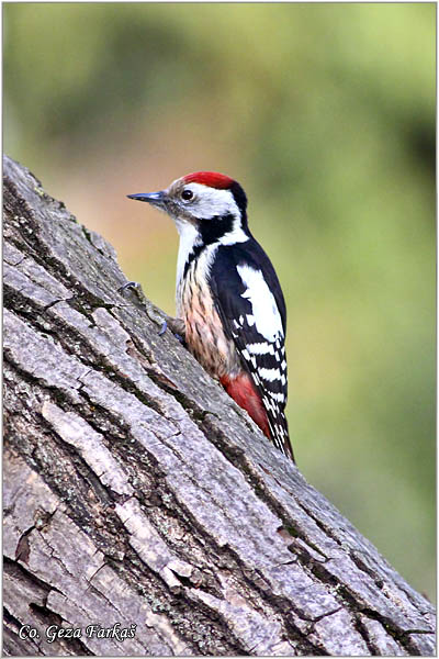 34_middle_spotted_woodpecker.jpg - Middle Spotted Woodpecker, Dendrocopos medius, Srednji detliÄ, Location Mesto: Novi Sad Serbia