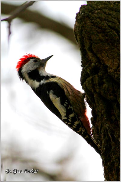 35_middle_spotted_woodpecker.jpg - Middle Spotted Woodpecker, Dendrocopos medius, Srednji detliÄ, Location Mesto: Novi Sad Serbia