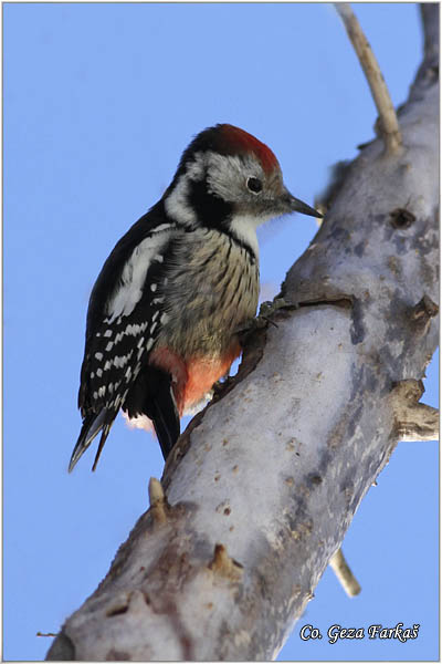 36_middle_spotted_woodpecker.jpg - Middle Spotted Woodpecker, Dendrocopos medius, Srednji detliÄ, Location Mesto: Novi Sad Serbia