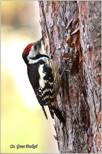 37_middle_spotted_woodpecker.jpg - Middle Spotted Woodpecker, Dendrocopos medius, Srednji detliÄ, Location Mesto: Novi Sad Serbia